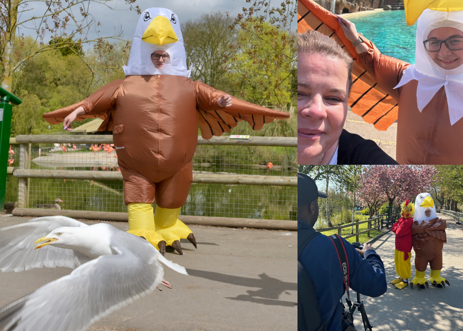 UK zoo seeks human 'seagull deterrents' wearing eagle costumes