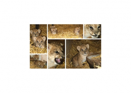 Lion cubs!