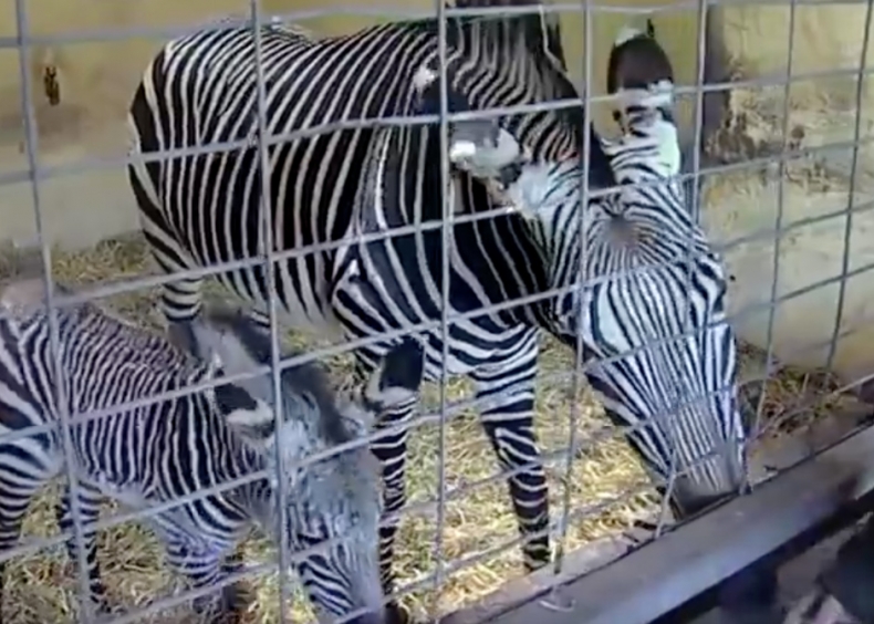 Zebra foal becomes overnight star with stripes!
