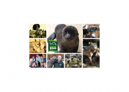 Bumper coverage in Blackpool Zoo's 40th anniversary month!