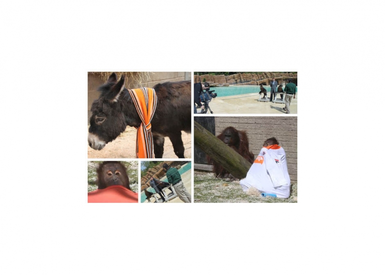 ICG PR scores (tangerine) dream coverage for Blackpool Zoo